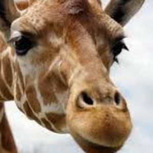 Meet your Posher, Maddy